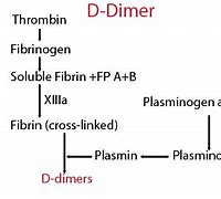 Ý Nghĩa Xét Nghiệm D Dimer